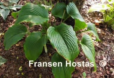 Hosta Behemoth