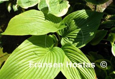 Hosta Behemoth
