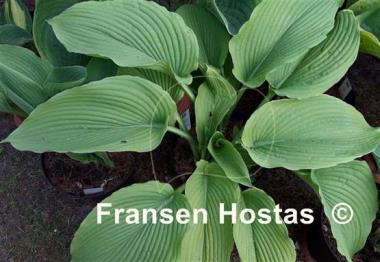 Hosta Behemoth