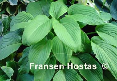 Hosta Behemoth