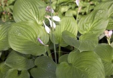 Hosta Bella