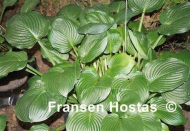 Hosta Bella