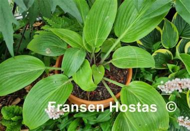 Hosta Belle of the Ball