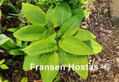Hosta Belle of the Ball