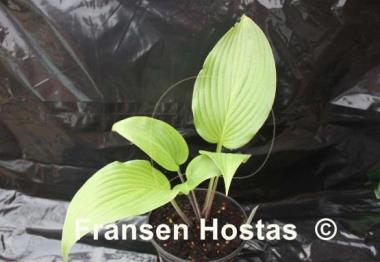 Hosta Belle of the Ball