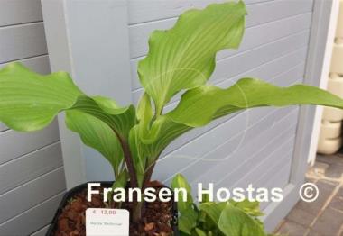 Hosta Bellevue