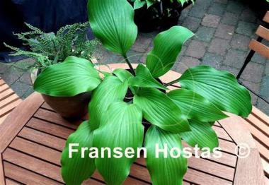 Hosta Bellevue