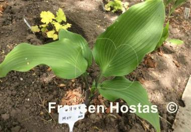 Hosta Bellevue