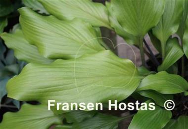 Hosta Bellevue