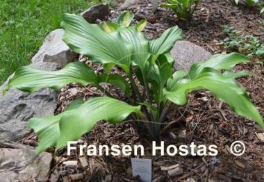 Hosta Bellevue