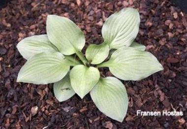 Hosta Bells of Edinborough