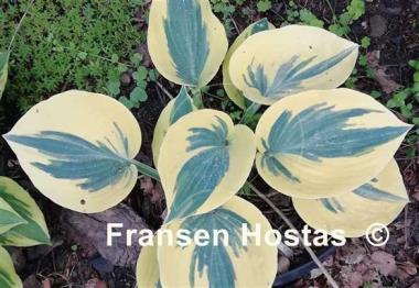 Hosta Ben Vernooij