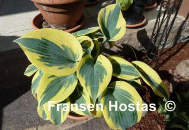 Hosta Ben Vernooij