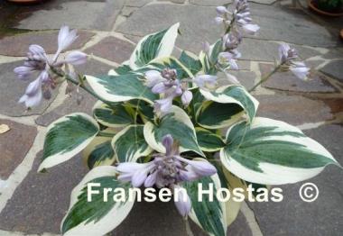 Hosta Ben Vernooij