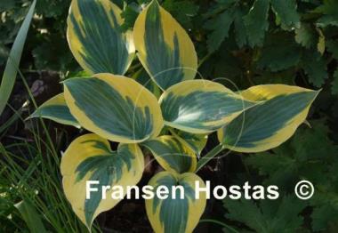 Hosta Ben Vernooij