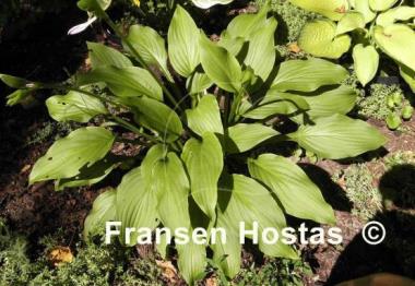 Hosta Bennie McRae