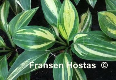 Hosta Best in Town