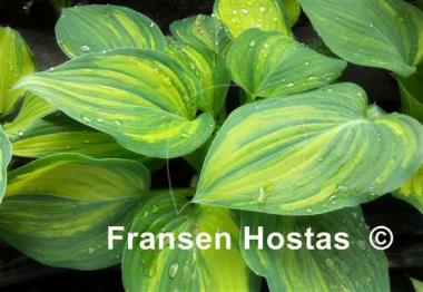 Hosta Best in Town