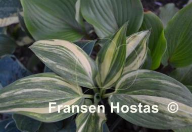 Hosta Best in Town