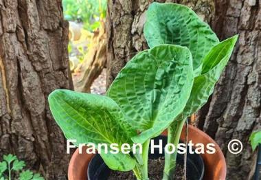 Hosta Bethlehem 