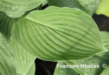 Hosta Bette Davis Eyes