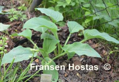 Hosta Bette Davis Eyes