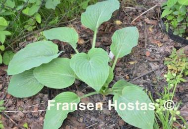 Hosta Bette Davis Eyes