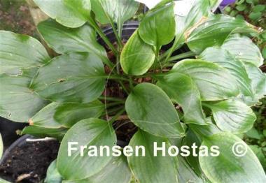 Hosta Betty