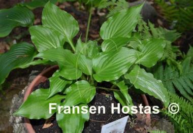 Hosta Betty