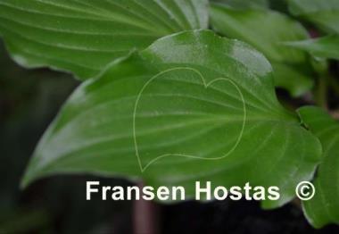 Hosta Betty