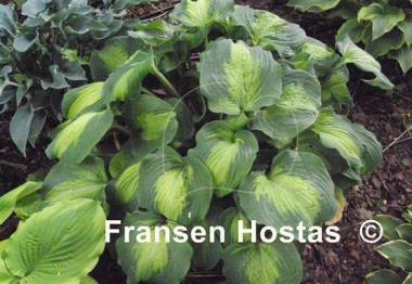 Hosta Beyond Glory