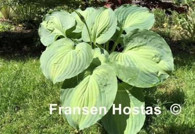 Hosta Beyond Glory
