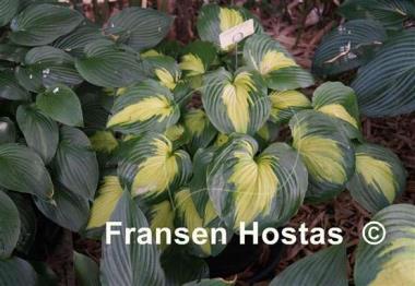 Hosta Beyond Glory