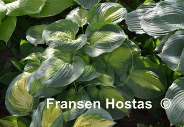 Hosta Beyond Glory