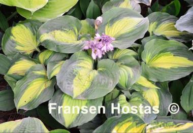 Hosta Beyond Glory