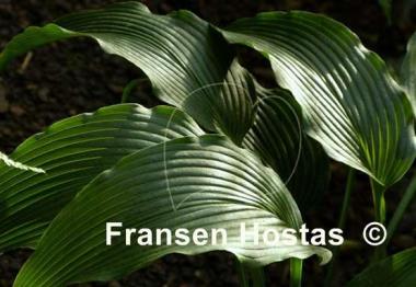 Hosta Biddy's Blue