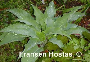 Hosta Biddy's Blue