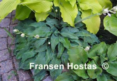 Hosta Biddy's Blue