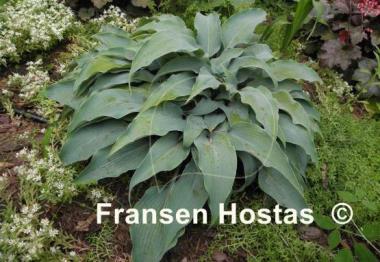 Hosta Biddy's Blue