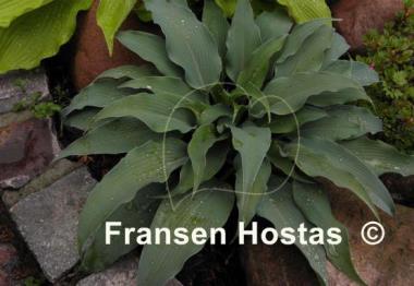Hosta Biddy's Blue