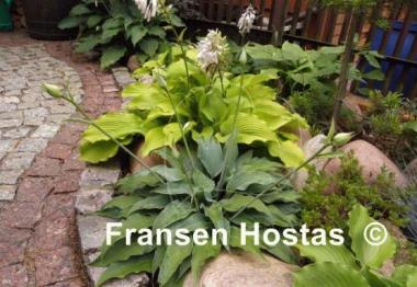 Hosta Biddy's Blue