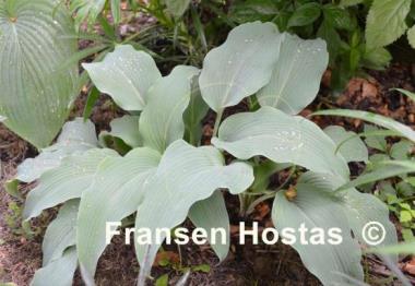 Hosta Biddy's Blue