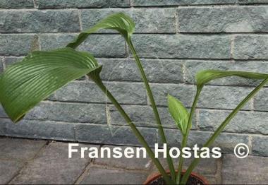 Hosta Big Bang