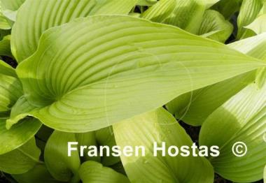 Hosta Big Bang