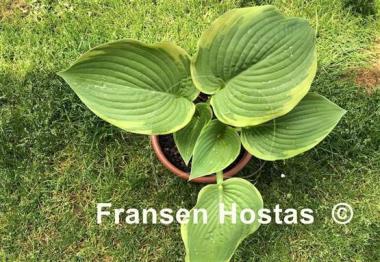 Hosta Big Beauty