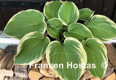 Hosta Big Beauty