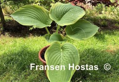 Hosta Big Beauty