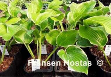 Hosta Big Beauty