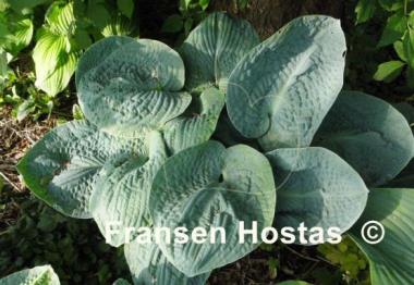 Hosta Big Daddy