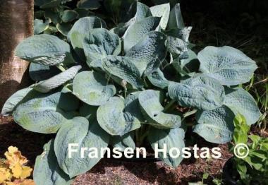 Hosta Big Daddy